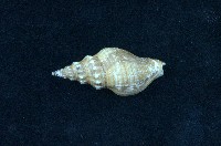 藏品(麗紋峨螺)的圖片